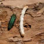 eab_-_adult_and_larva_-emerald_ash_borer_adult_and_larva_-_credit_to_cfia